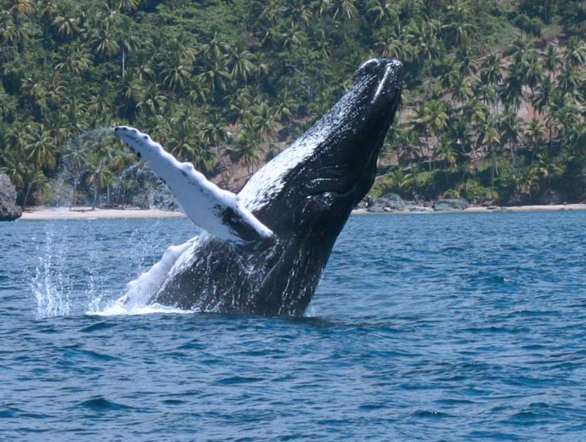 Do the Best Whale Watching Tours from Samana port in Dominican Republic.